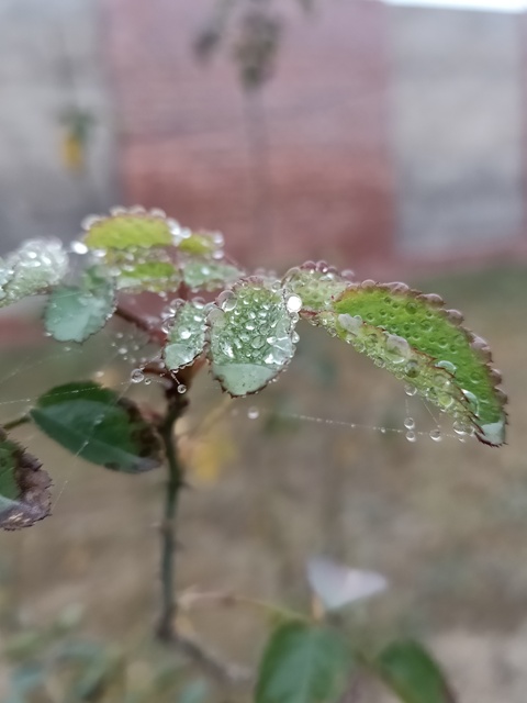 Rose plant leave with dew 