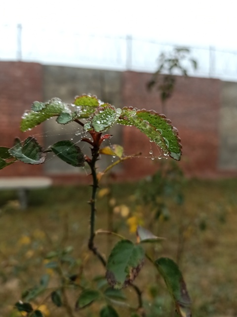 A garden rose plant leave with morning dew 