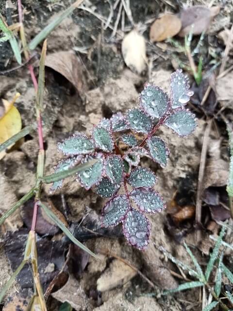 Tiny rose plant with dewdrops 