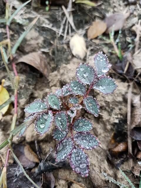 Rose plant leaves with dew