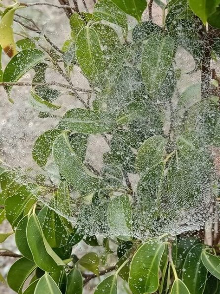 A big spider web with dewdrops