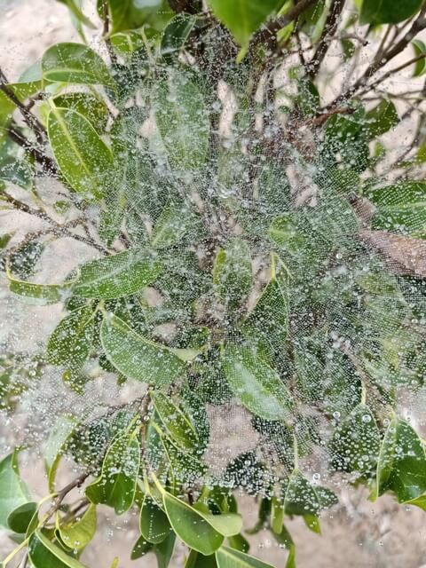 A plant with a spider web and morning dewdrops