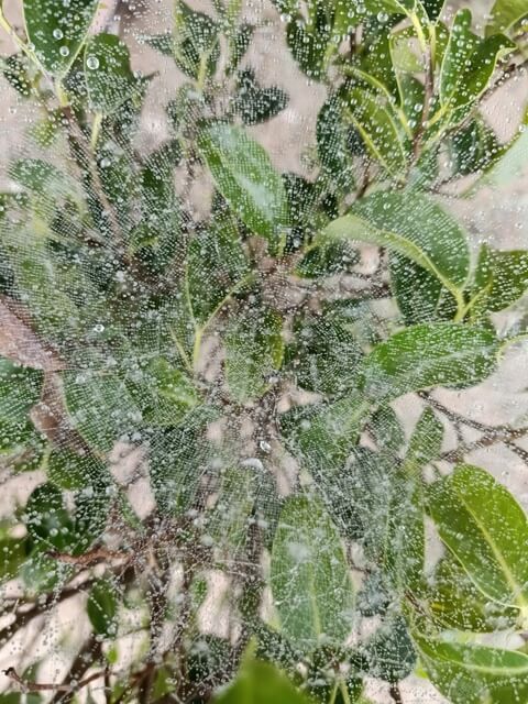 Garden plant with a spider web and dewdrops