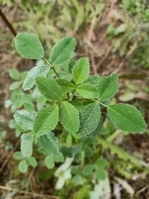 Alfalfa plant 