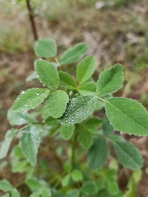 Alfalfa plant with dew