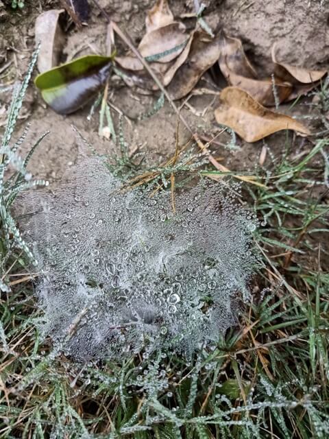 A spider web on the ground