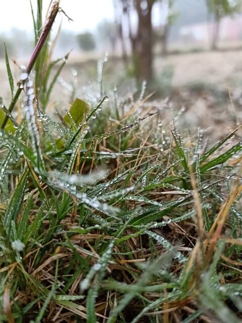 Grass with dewdrops