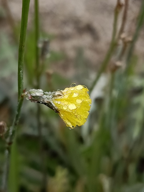 Dandelion flower with dewdrops