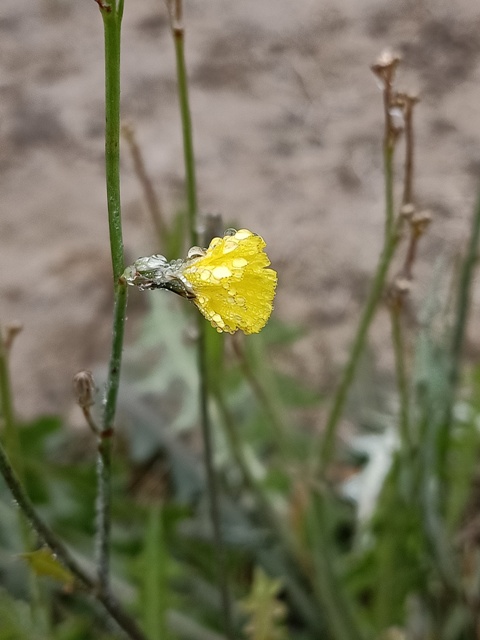 Dandelion with dewdrops in the morning 