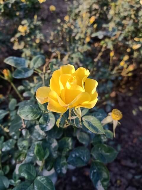 Plant with a yellow rose 