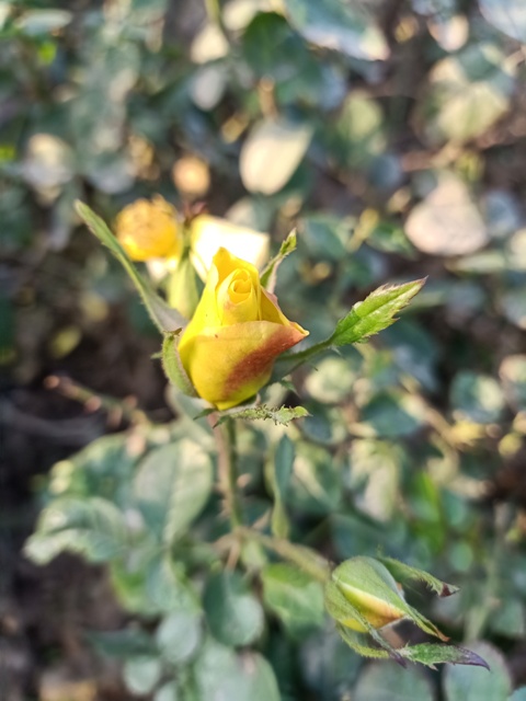 Yellow rose plant and bud 