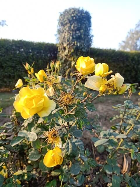 Yellow rose garden 