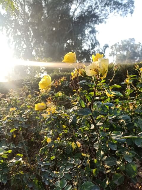 Yellow rose garden with sunshine 