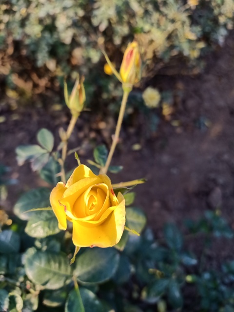 Bloom of yellow rose plant 
