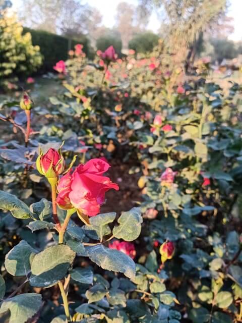 Rose bud bloom 