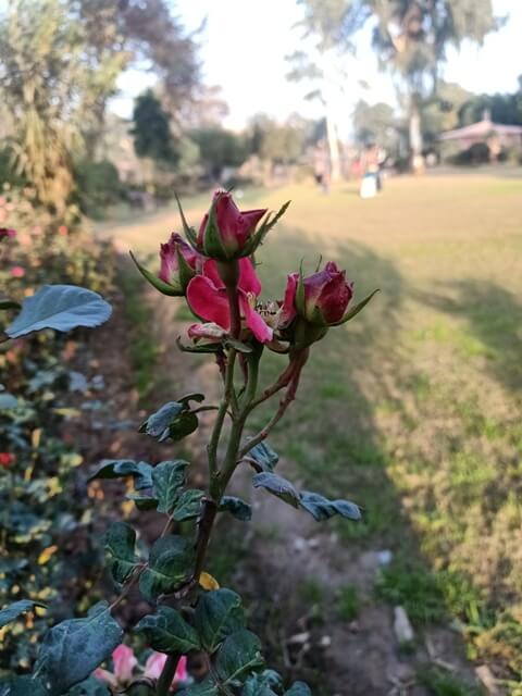 Rose buds 