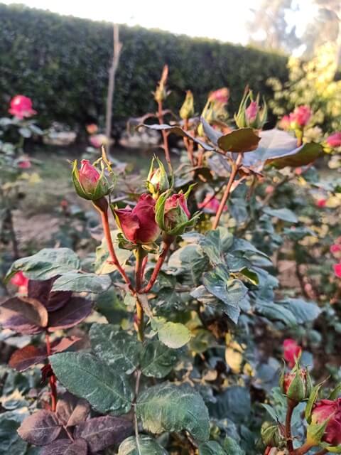 Rose buds in a garden 
