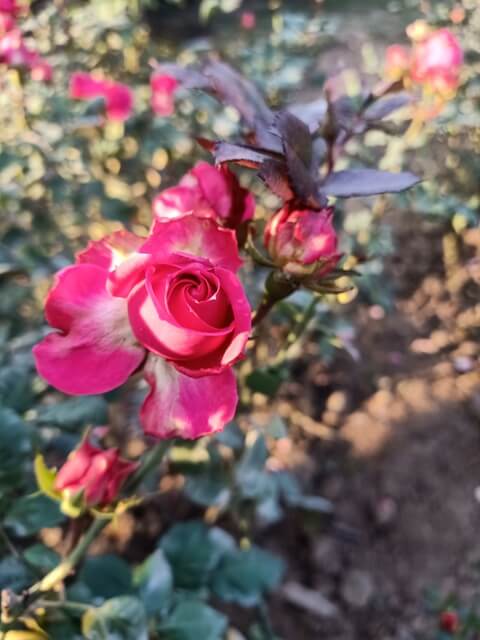 Opening bud of a red rose 