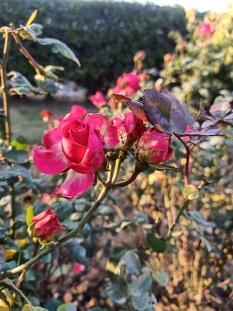 Bloom of a rose garden 