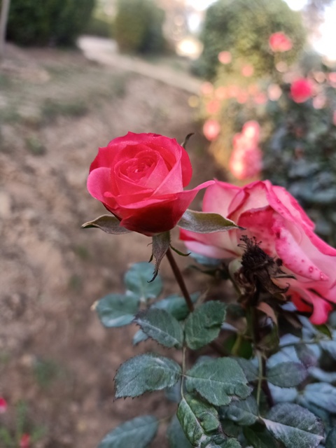 Attractive red rose 