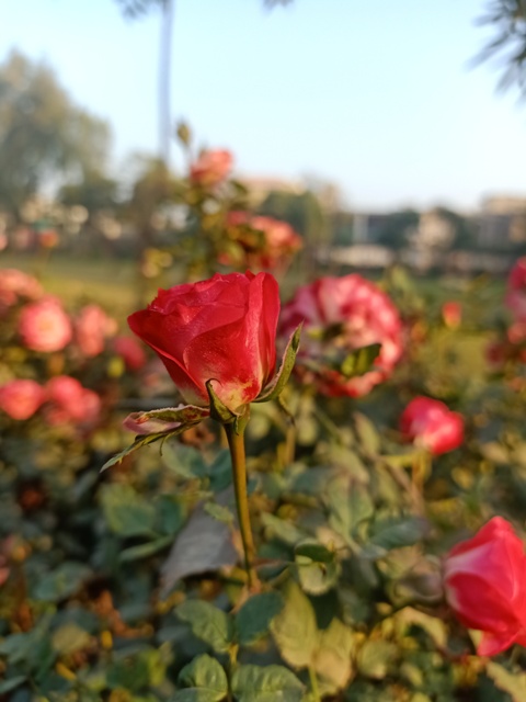 A rose bud in a garden 