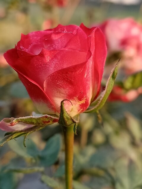 Attractive pink rose bud