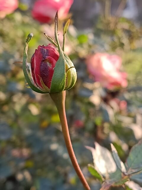 Attractive rose bud 