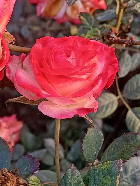 Attractive pink rose 
