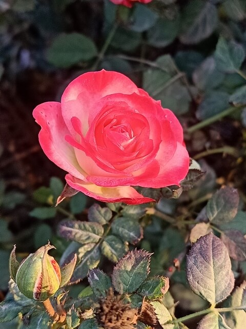 Morphology of a pink rose 