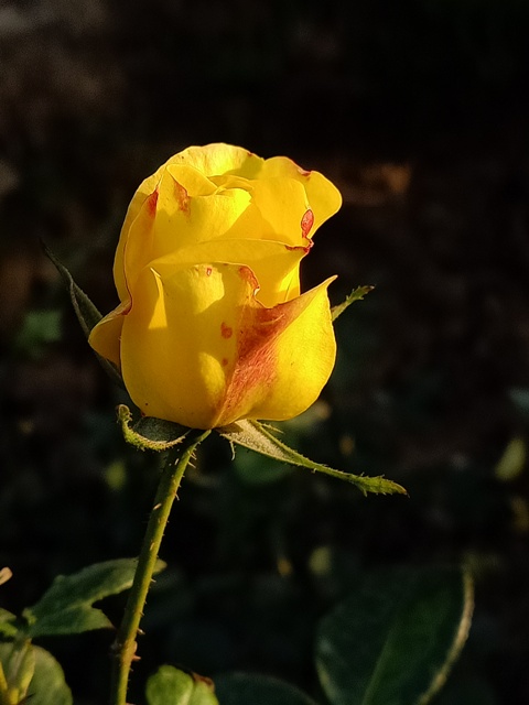 Sunny day and a yellow rose bud