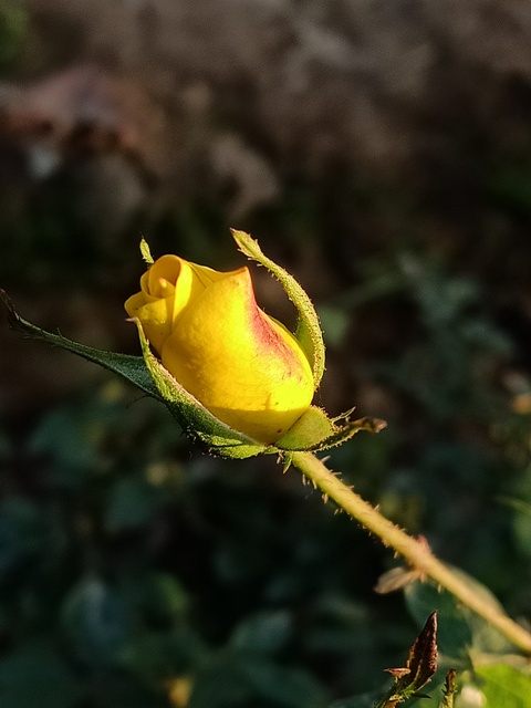 Attractive yellow rose bud 