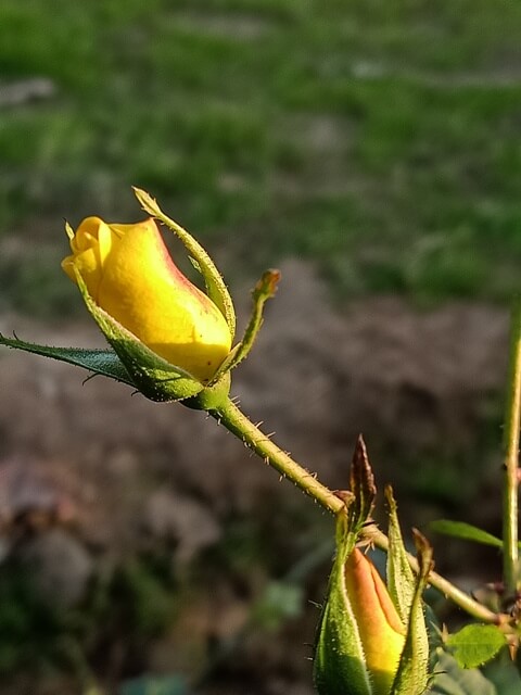 Yellow rose in a garden 