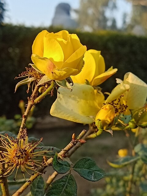 Yellow rose plant