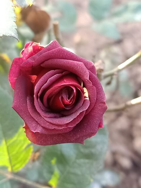 Top view of a red rose 