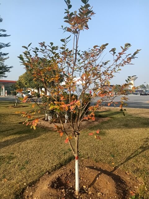 An attractive garden plant 