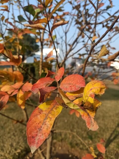 Attractive autumn garden plant 