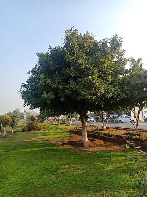 Lush green garden tree 