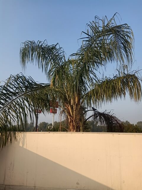 Palm tree with a terrace view 