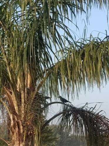 Crow and a palm tree