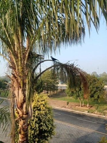 Palm tree and a crow 