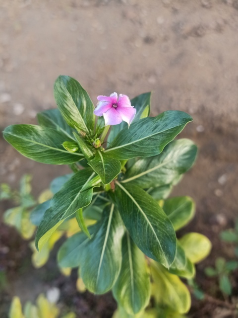 Madagascar periwinkle 