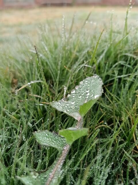 Leaf and grass with dewdrops 