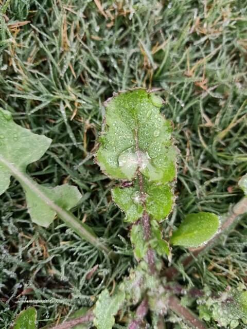 Dewdrop on a leaf 