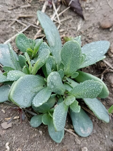 Plant with dewdrops