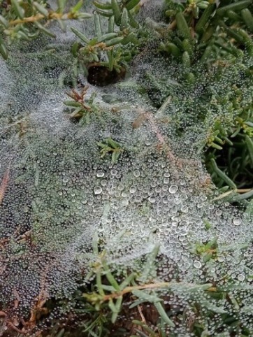 Wild plants on the ground with dewdrops