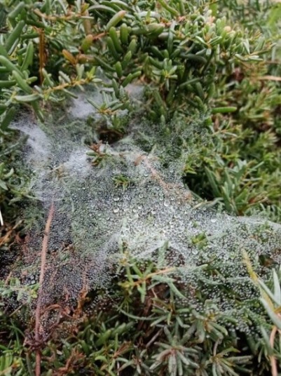 Dewdrops and a spider web on the ground