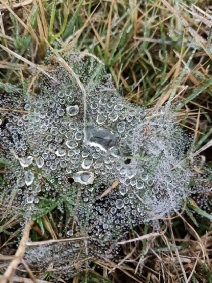 A spider web with beautiful dewdrops