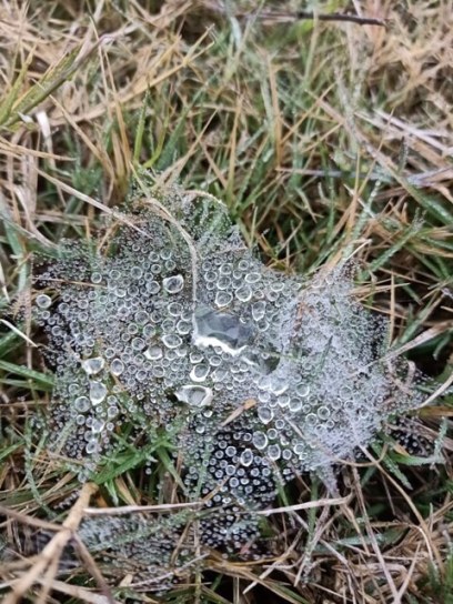 Dew beads on a spider web