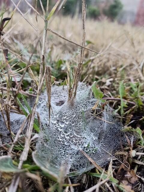 Grass with dewdrops containing spider web