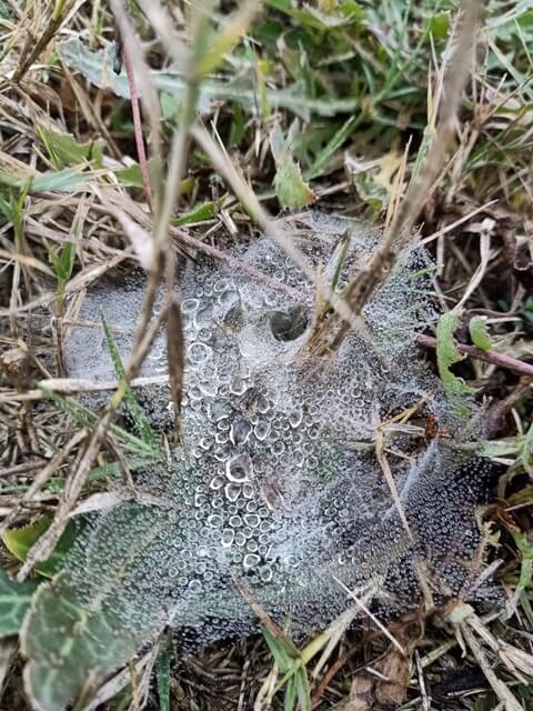 Attractive spider web and dewdrops
